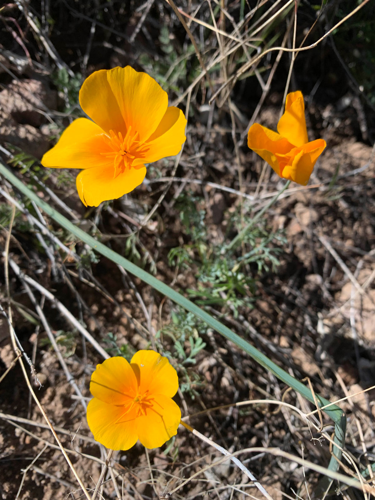 California poppies on Geronimo Head Trail