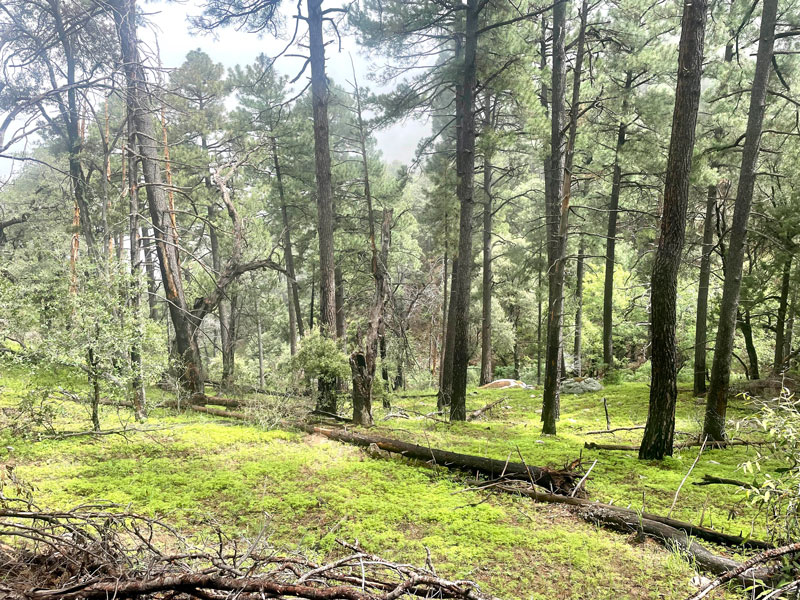 Forest of pine trees on Mount Wrightson in Arizona