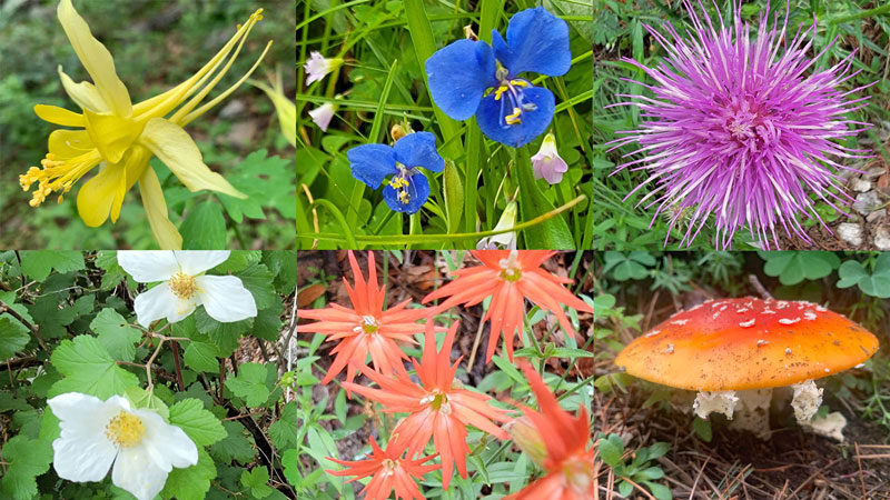 Wildflowers and mushroom found on Mount Wrightson