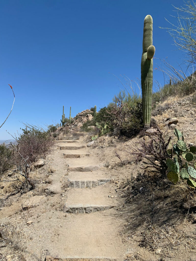 Stone steps on the Hugh Norris Trail