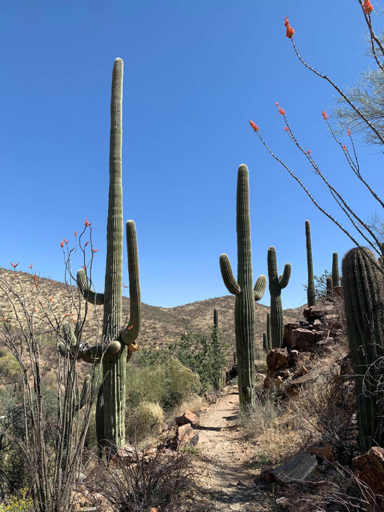 Saguaro cactuses and ocotillo on King Canyon Trail