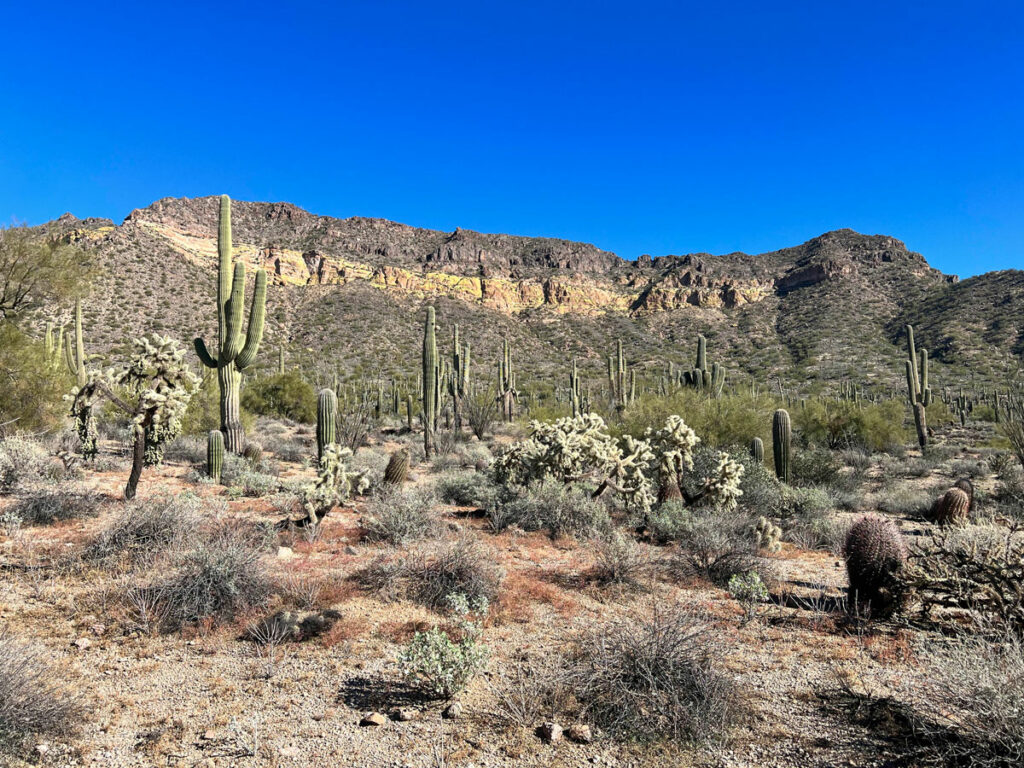 Pass Mountain Ridgeline at Usery Mountain Park