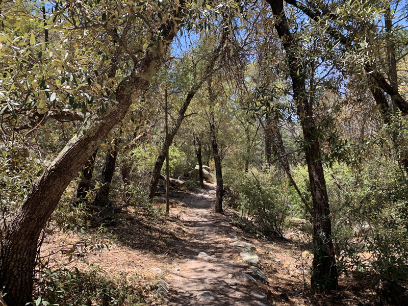 The forested area of Chiricahua National Monument