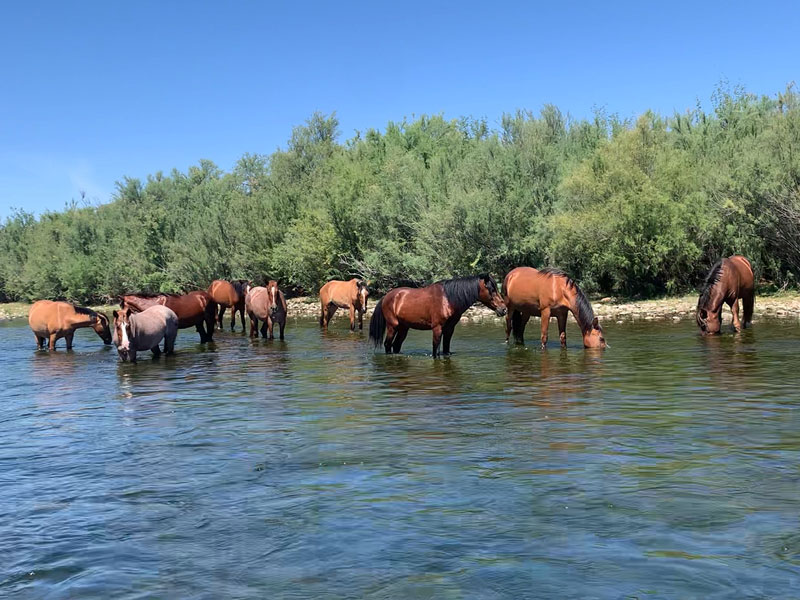 Wild horses on the Lower Salt River