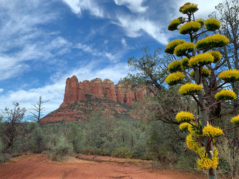 Century plant on Soldier Pass Trail