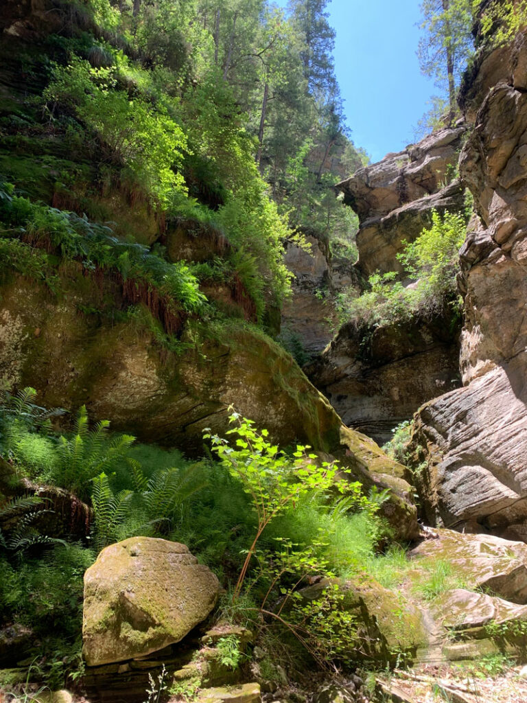 Fern room or secret garden in Bear Canyon