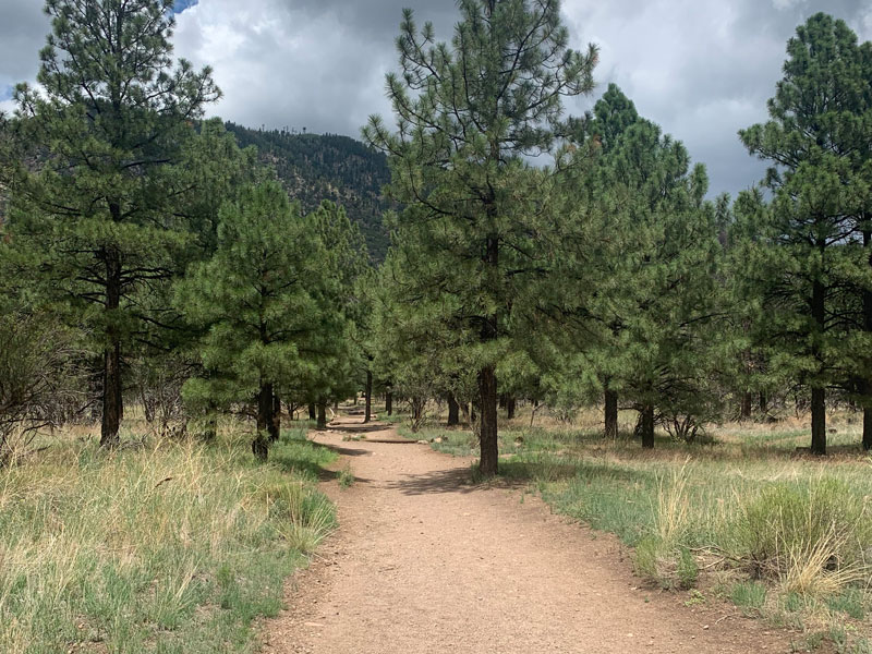 Elden Lookout Trail