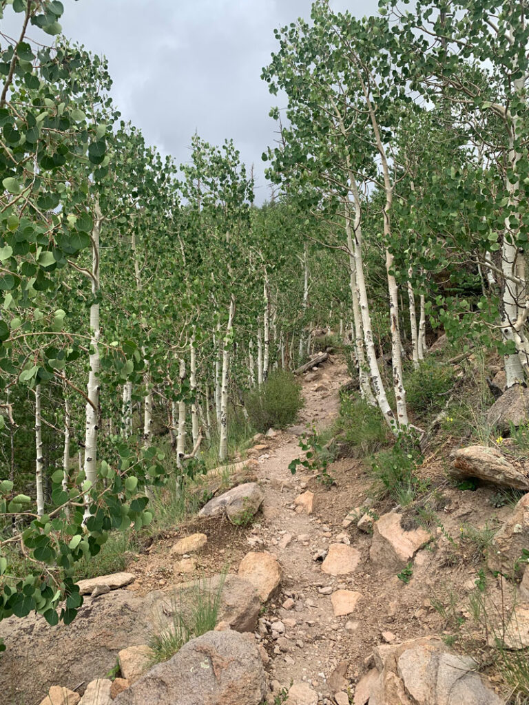 Aspen trees along the trail