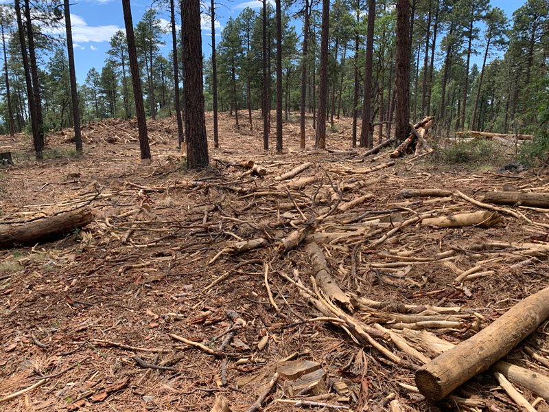 Chipped trees along Groom Creek Trail