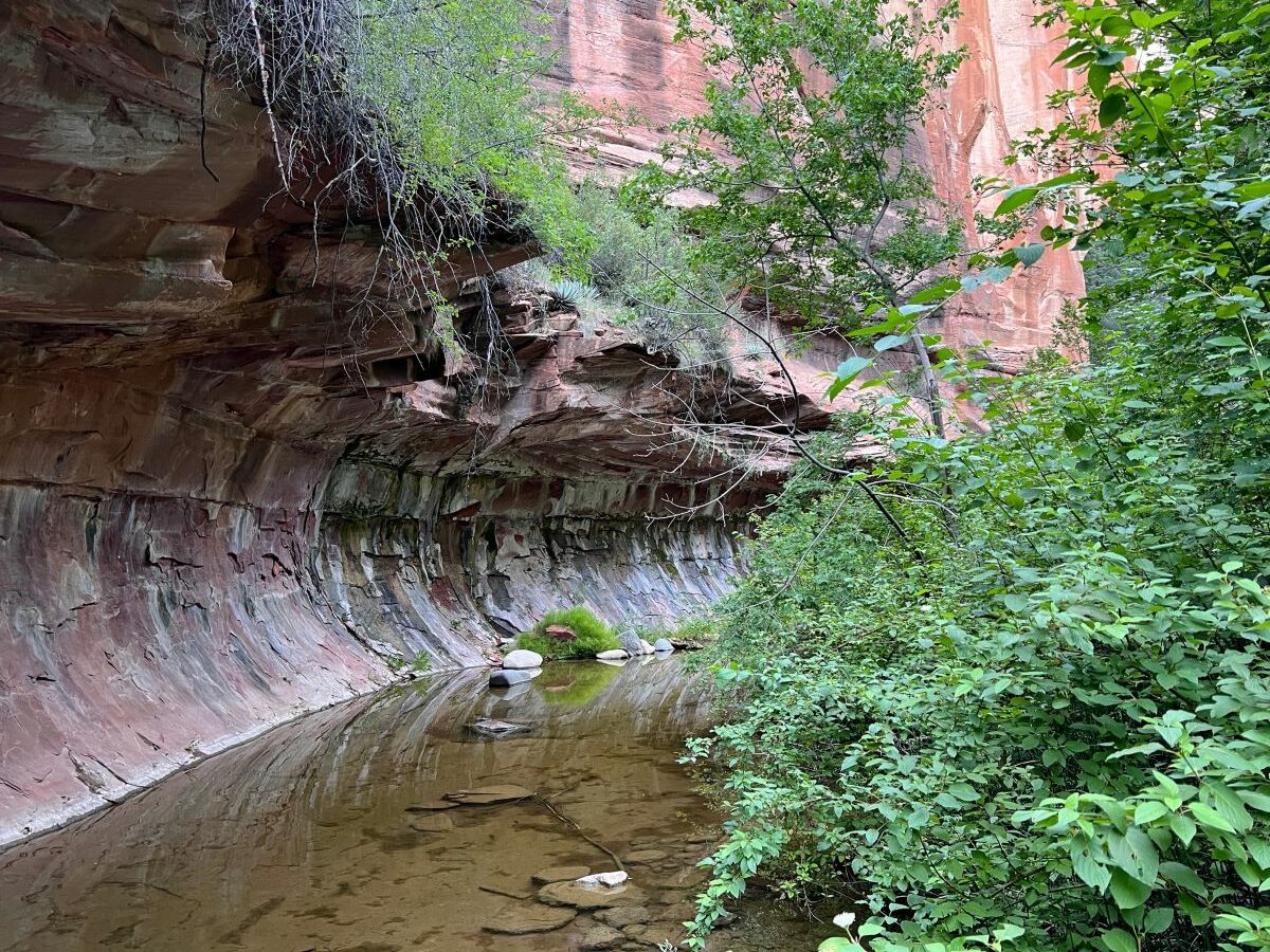 are dogs allowed in the west fork trail sedona