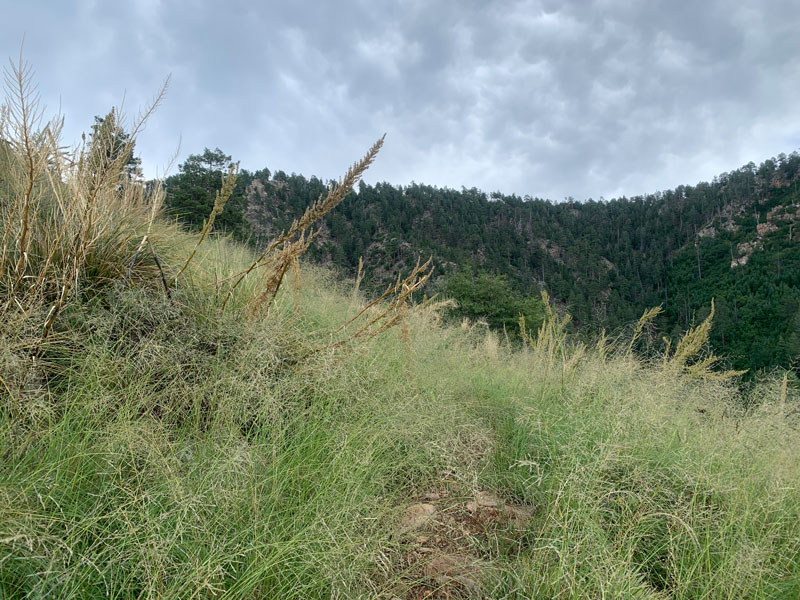 Tall grass on Horton Creek Trail