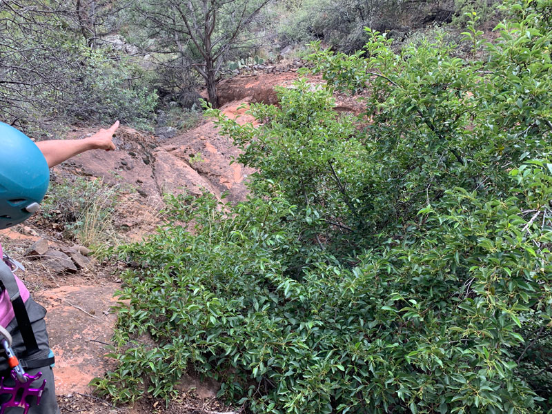 Tree disguising a dangerous drop off