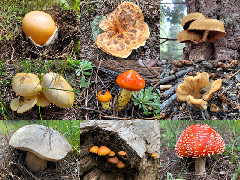 Wild mushrooms on Cabin Loop Trail