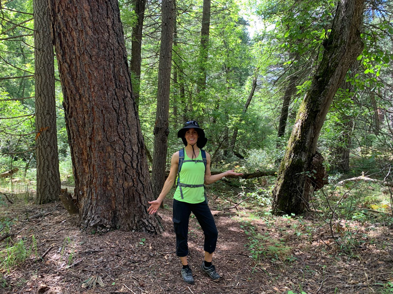 Forest in Pine Canyon