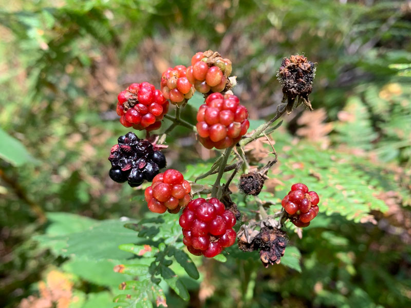 Wild blackberries