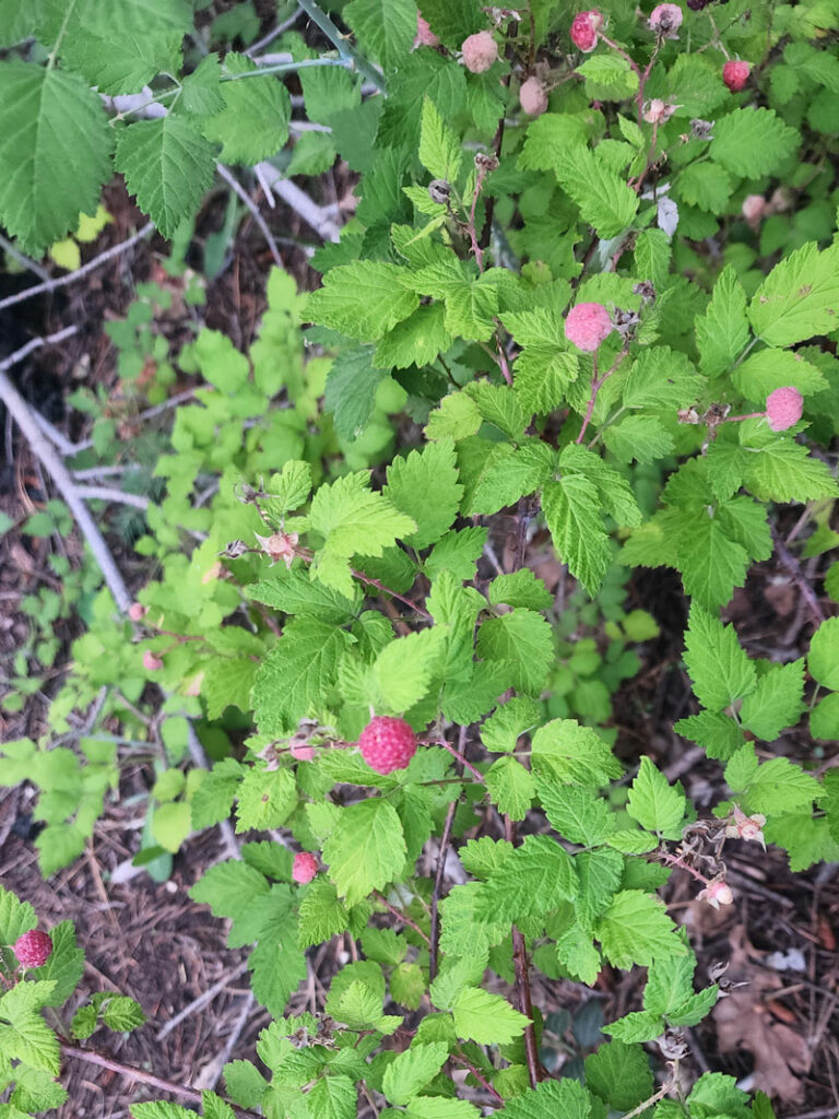 Wild raspberries on Cabin Loop Trail