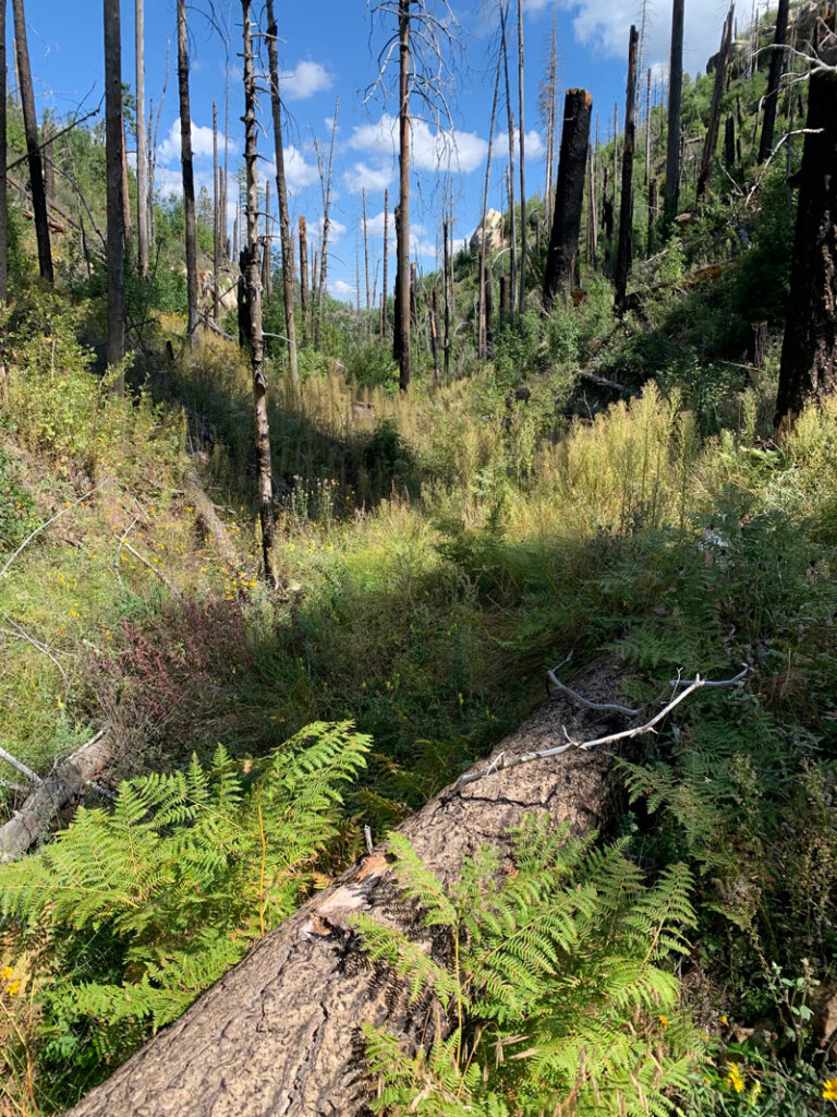 The approach hike to Crack Addict Canyon