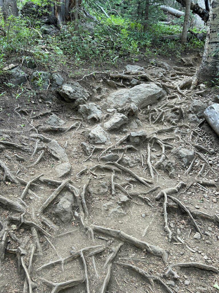 Exposed roots on Humphreys Peak Trail