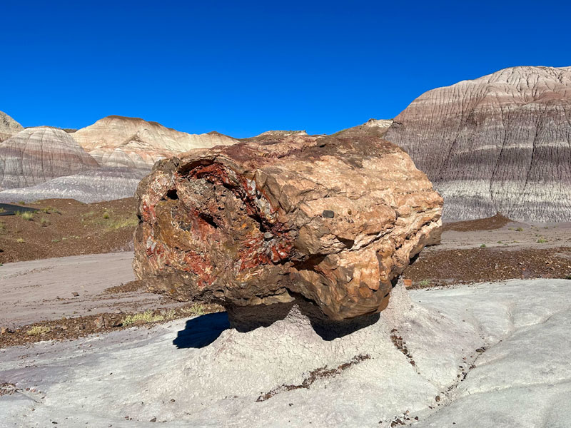 Petrified log in Blue Forest