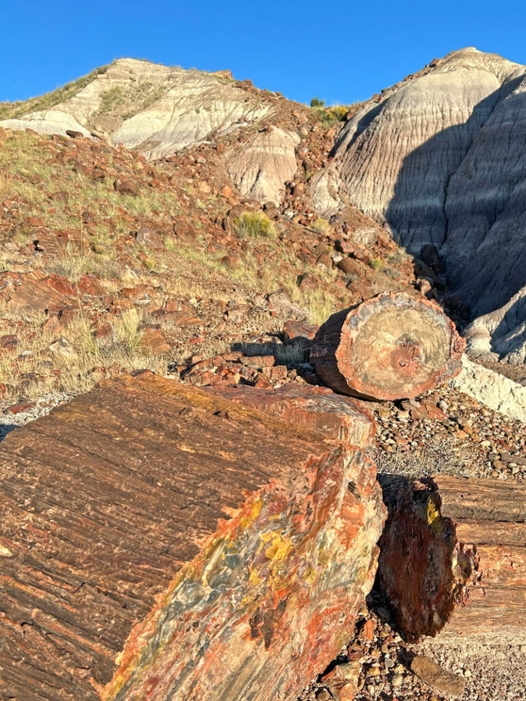 High concentration of petrified wood in Jasper Forest