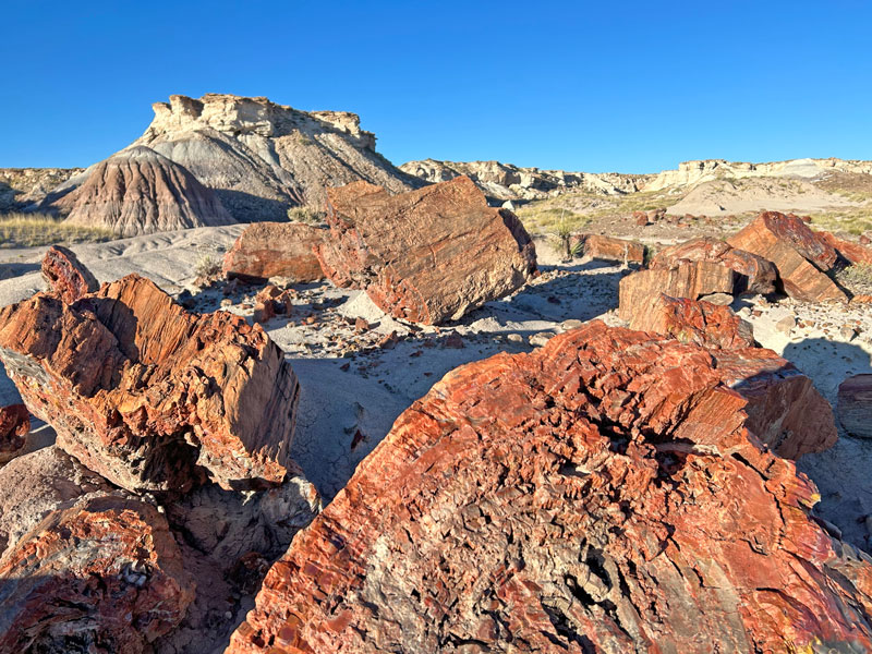 Petrified wood scattered about Jasper Forest