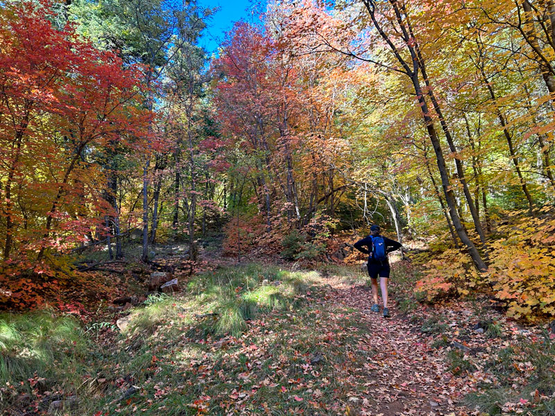 Fall leaves on See Spring Trail