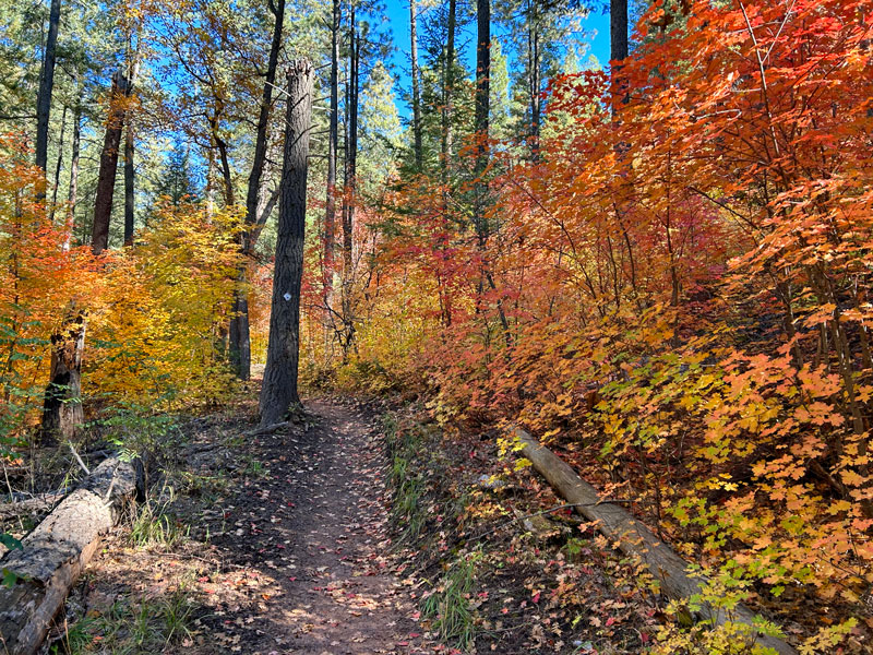 Fall Leaves on Highline Trail