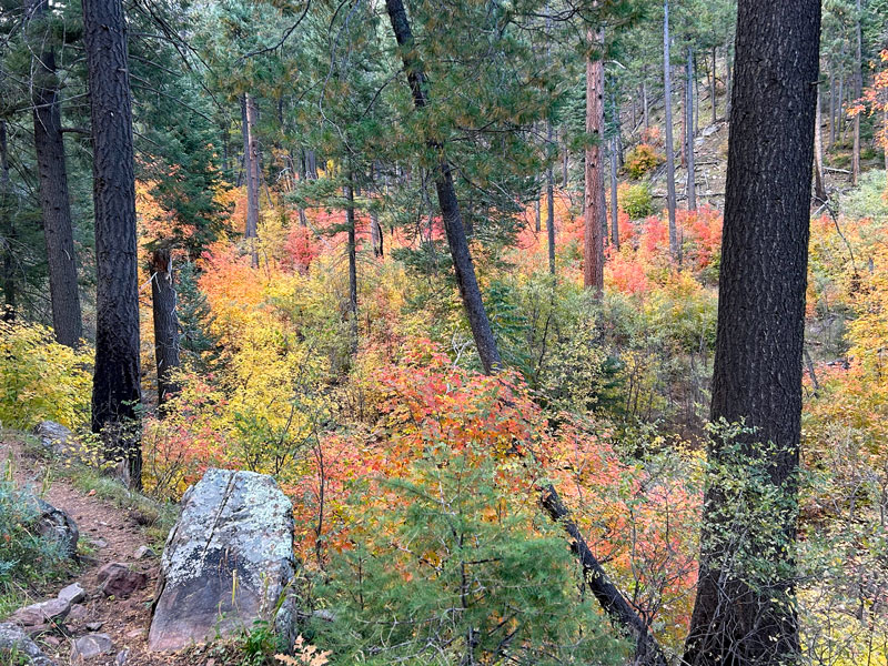 Fall leaves on See Canyon Trail