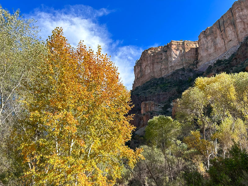 Fall colors in Aravaipa Canyon