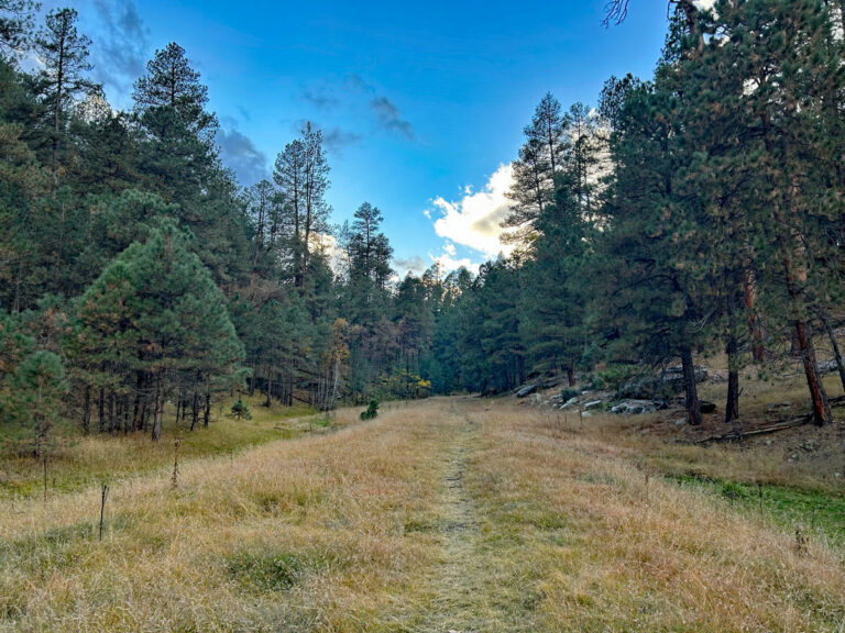 Hike Clover Creek Canyon for a tranquil forest stroll WildPathsAZ