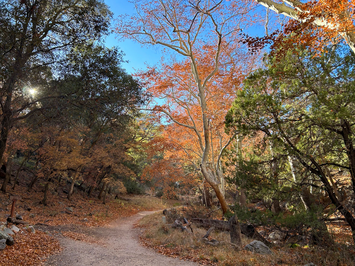 Ramsey Canyon