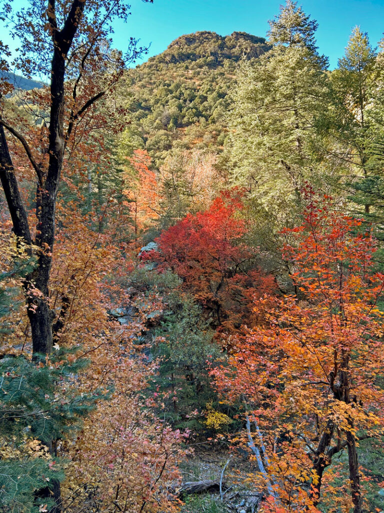 Hamburg Creek