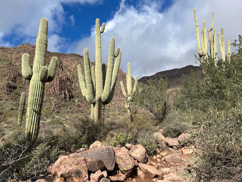Giant saguaro cactuses on Hieroglyphic Trail