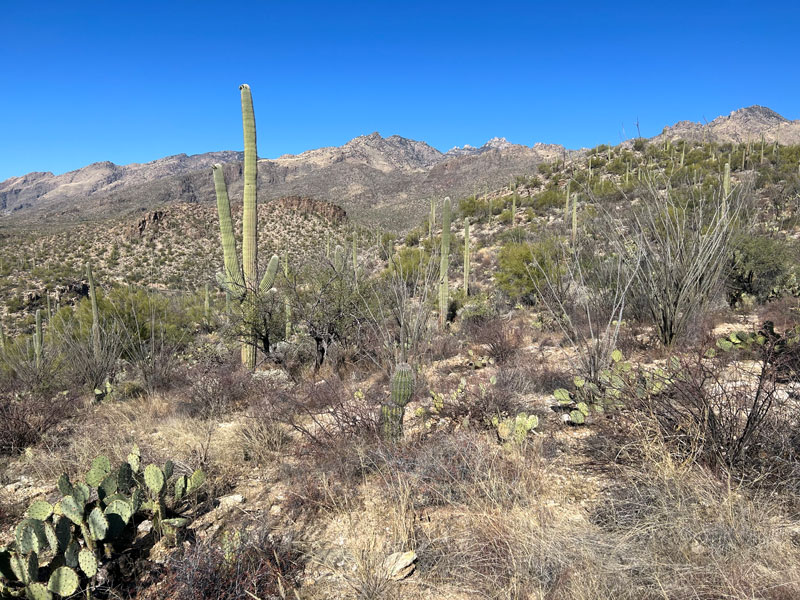 View along Phoneline Trail