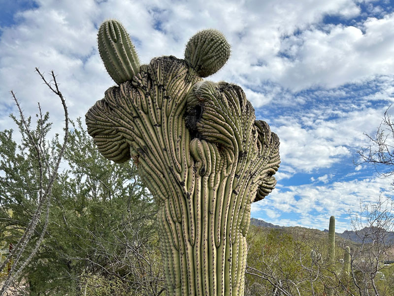 Crested saguaro at the Sonoran Desert Museum
