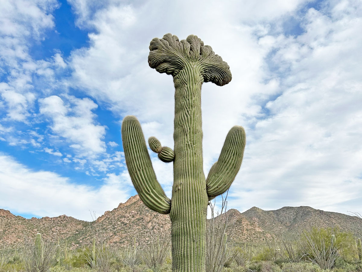 Crest Quest: Finding Crested Saguaros in Arizona