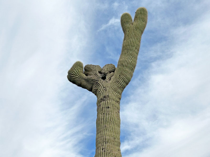 Crested saguaro in Saguaro National Park East