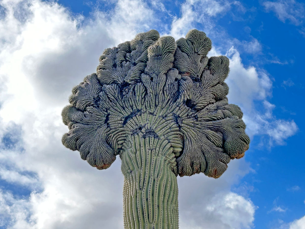 Crested saguaro on Sidewinder Trail