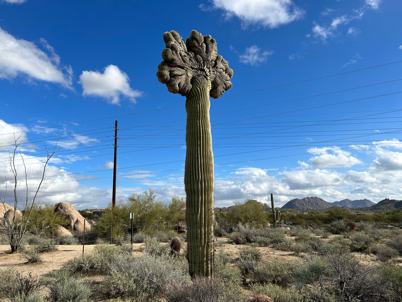 Crested saguaro cactus on Sidewinder Trail at McDowell Sonoran Preserve