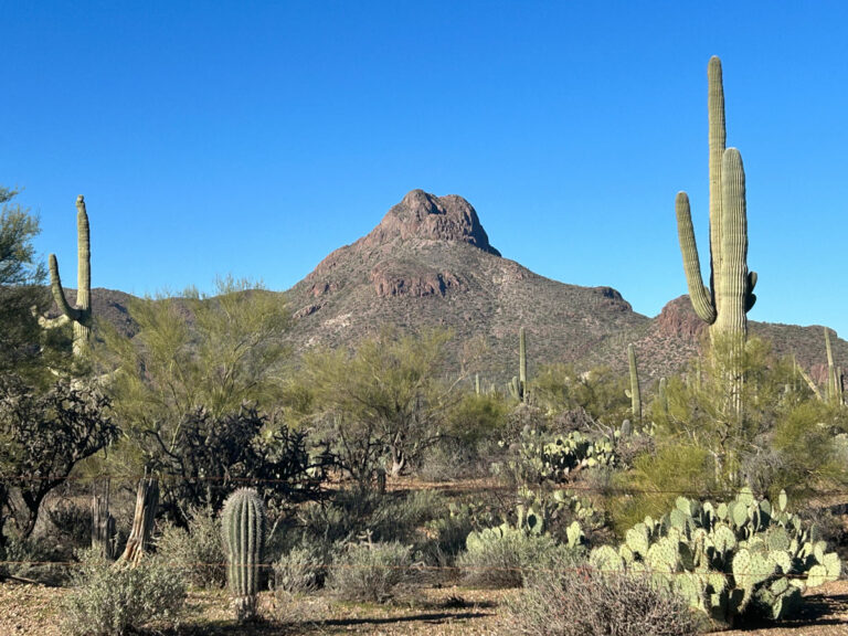 A steep, but fun, hike up Sombrero (Safford) Peak WildPathsAZ