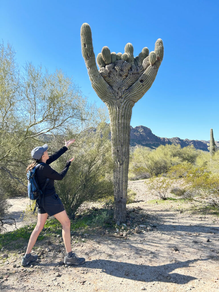 hang loose saguaro