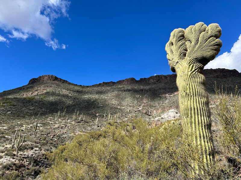 Crested saguaro near Skull Mesa