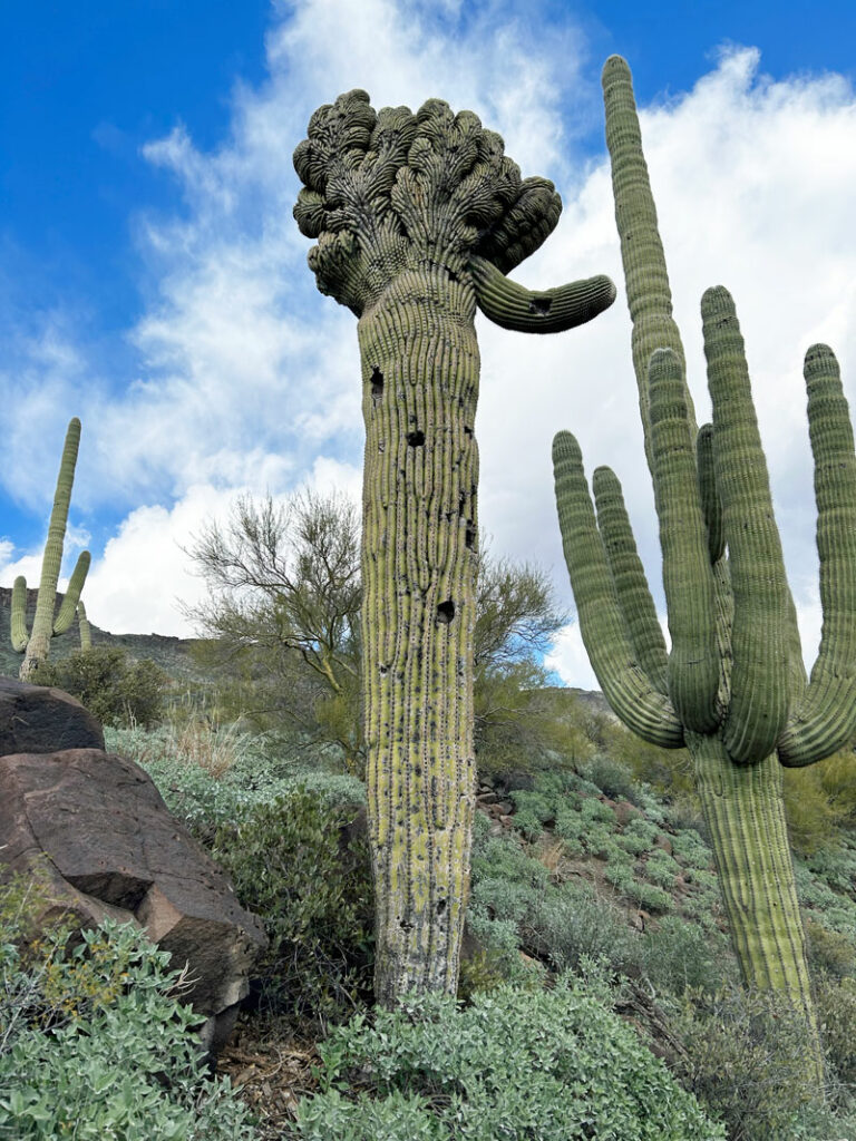 Crested saguaro near Skull Mesa