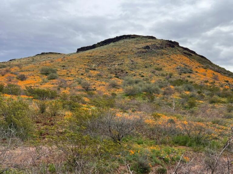 Hike Peridot Mesa for amazing wildflower displays - WildPathsAZ