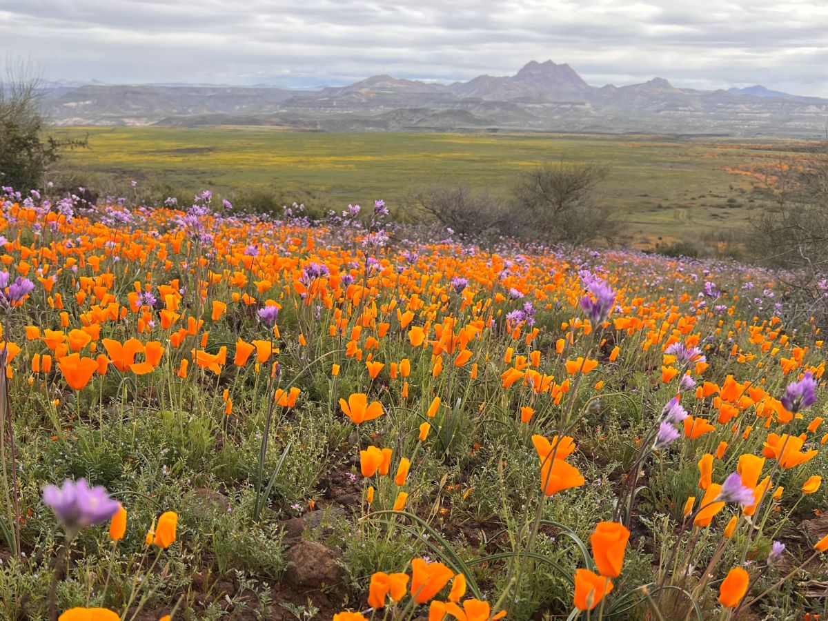 Hike Peridot Mesa for amazing wildflower displays - WildPathsAZ