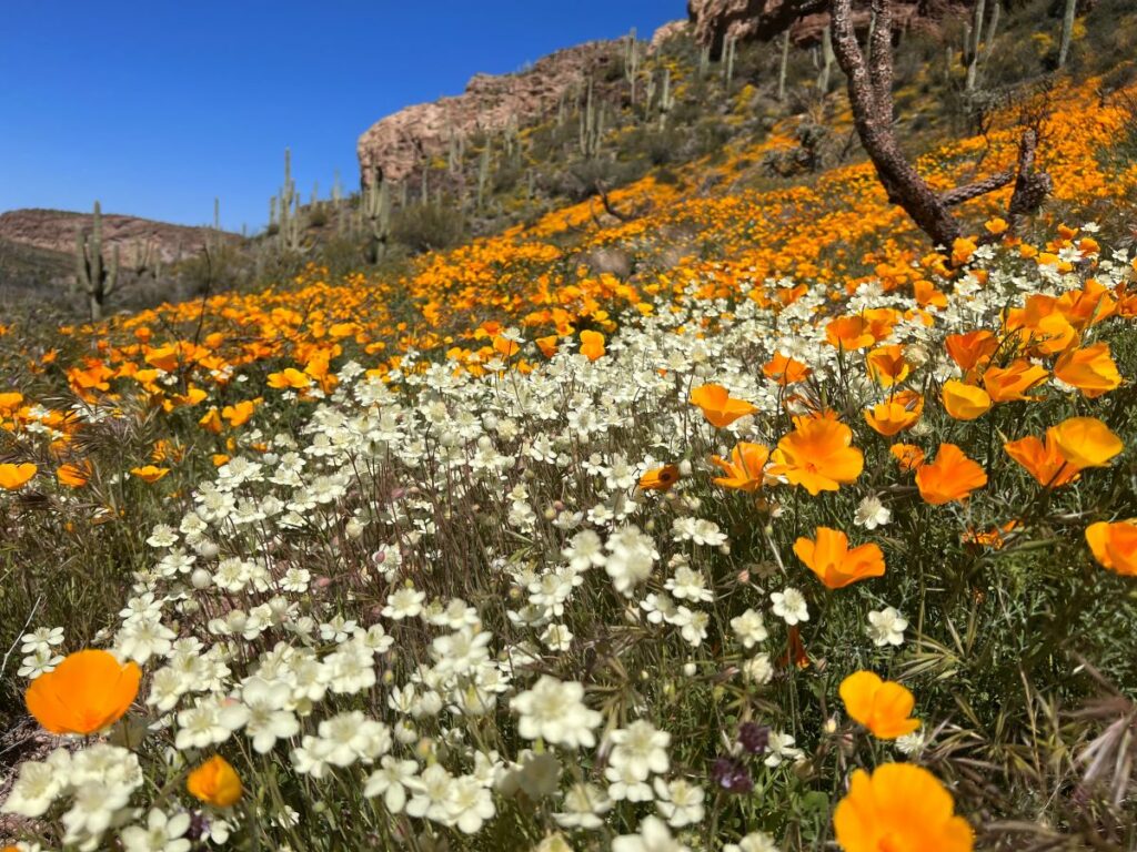 Wildflowers at Arnett Canyon