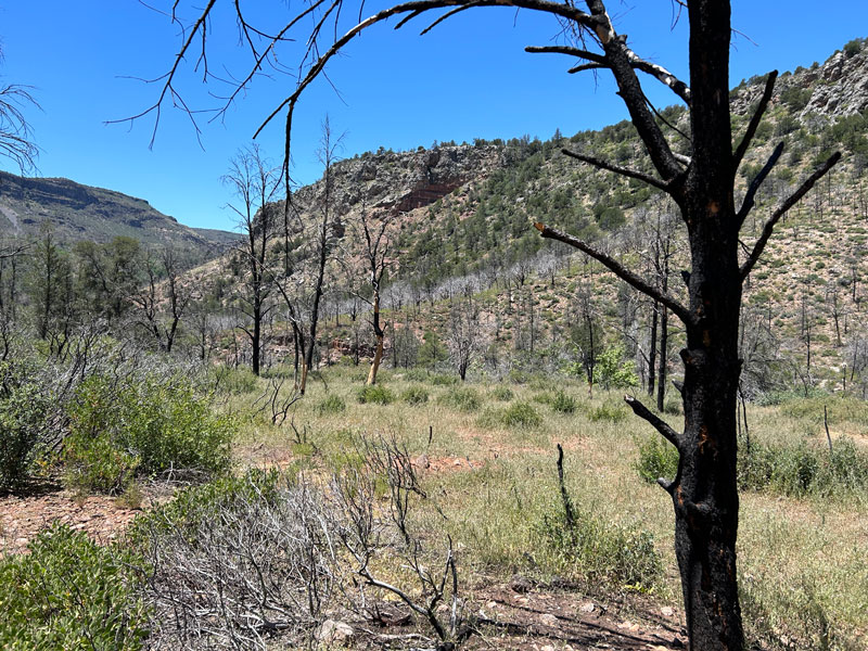 Burn damage from the Backbone Fire on Bob Bear Trail at Fossil Springs