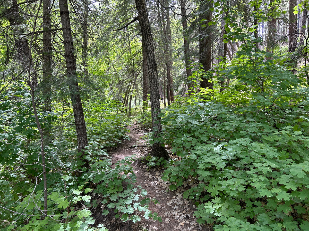 Marshall Gulch on Mount Lemmon near Tucson, Arizona