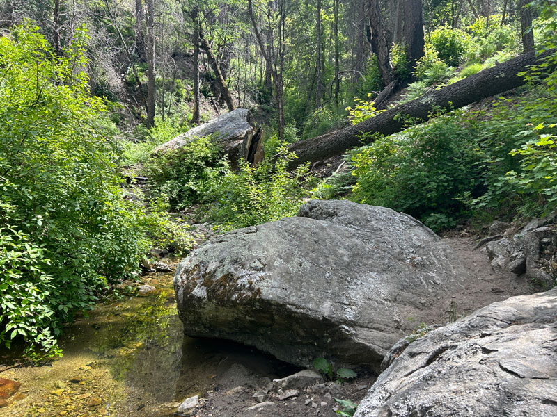 Marshall Gulch on Mount Lemmon