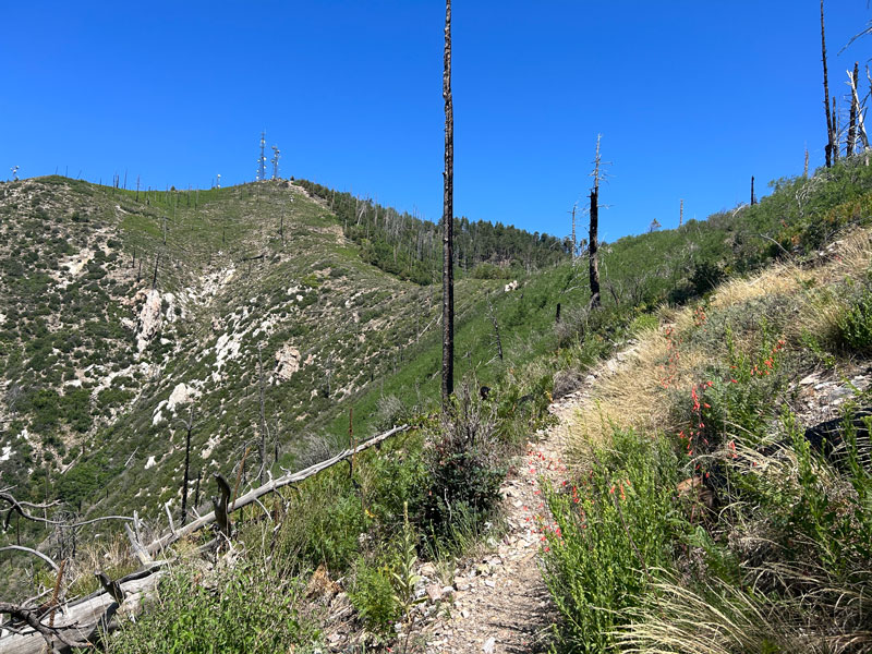 Trail up to Radio Ridge on Mount Lemmon